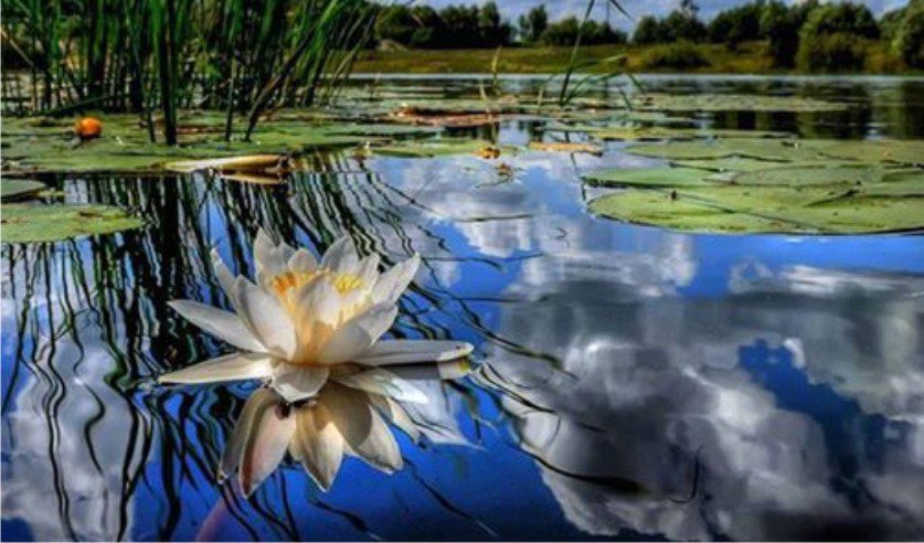 lotus blossom on lake