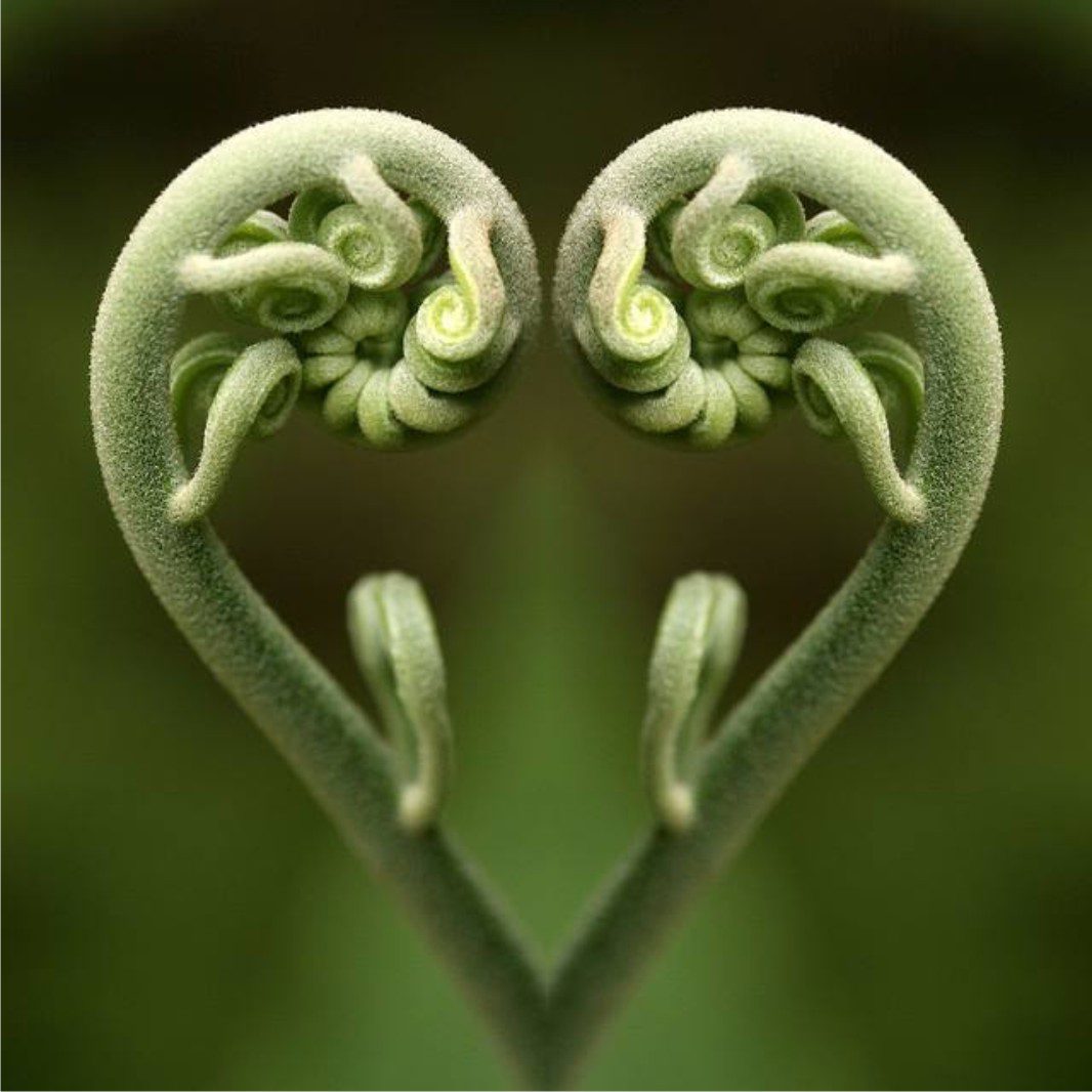 sprouting hearts