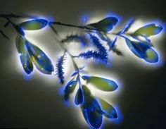 aura plant