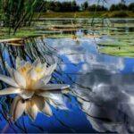 Lotus blossom on still lake