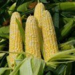 Corn on the cob