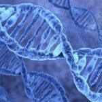 DNA Transformation – The Law of the Tetrad