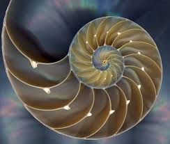 conical spiral shell