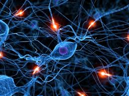 Neuronal network of electrical impulses - form a unified network