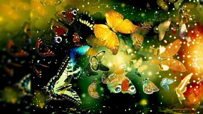 Butterflies - process of transformation