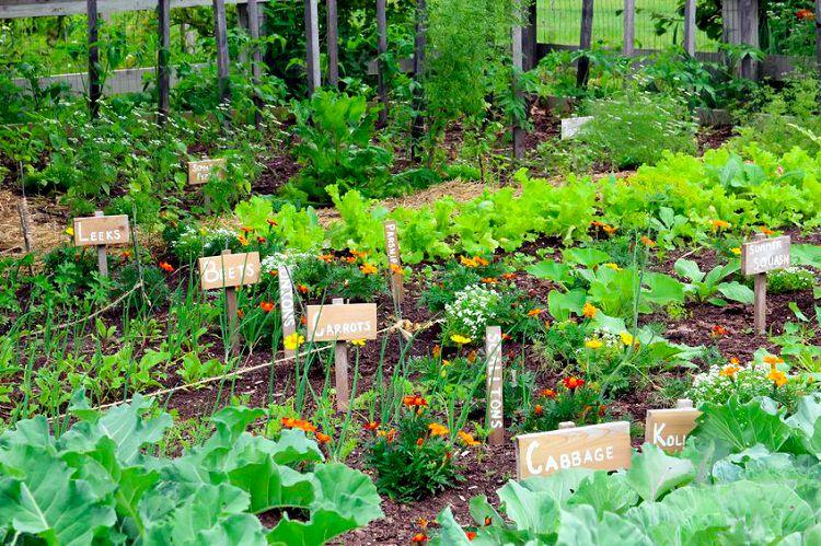 Vegetable garden