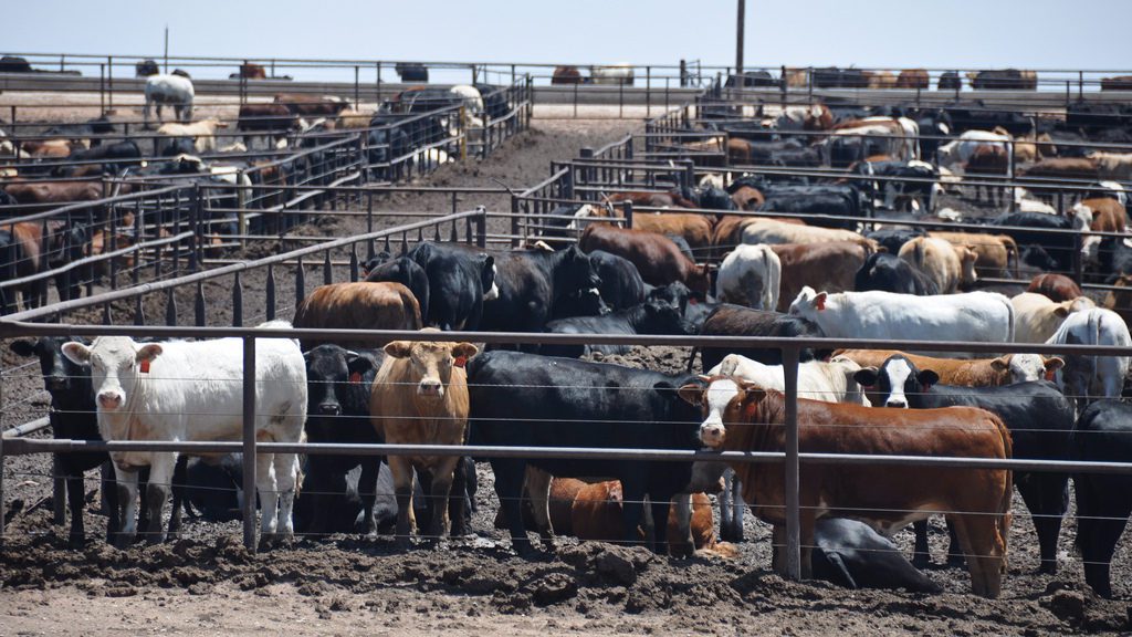 Cattle raised in a feed lot standing in their own feces 