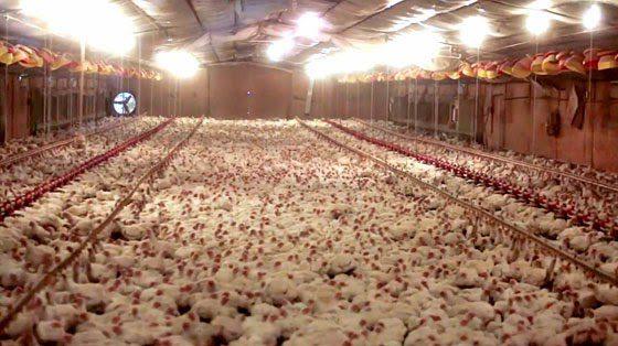 Chickens raised in a warehouse without ever seeing the light of day