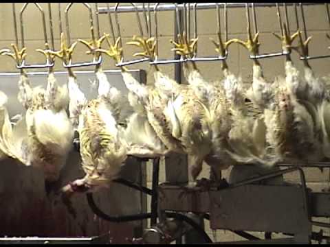 Chickens boiled while still alive