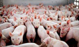 Pigs raised in filthy crowded conditions