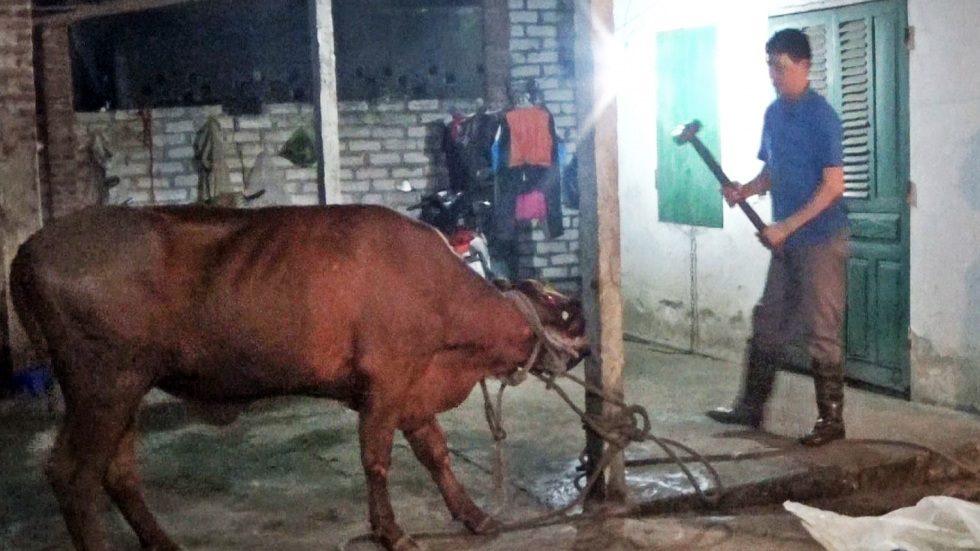 A cow being killed by hitting it in the head with a sledge hammer