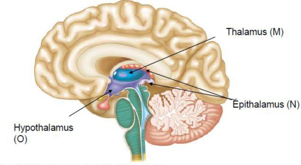 Inner part of the brain
