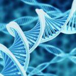 Strands of DNA